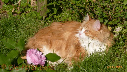 Sibirische KatzenKatrinchen von der Gronau